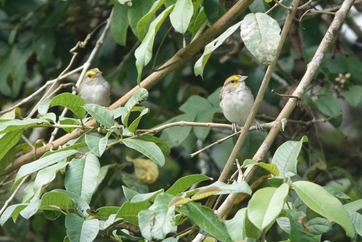 Yellow-browed Sparrow - Benoît Segerer