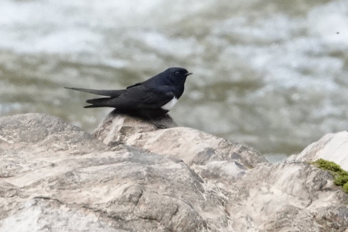 White-banded Swallow - ML477478891