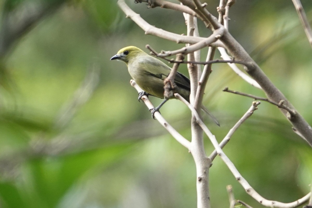 Palm Tanager - ML477479501