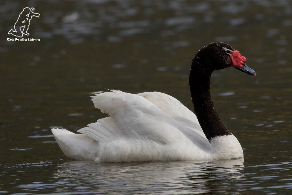 Black-necked Swan - Silvia Faustino Linhares