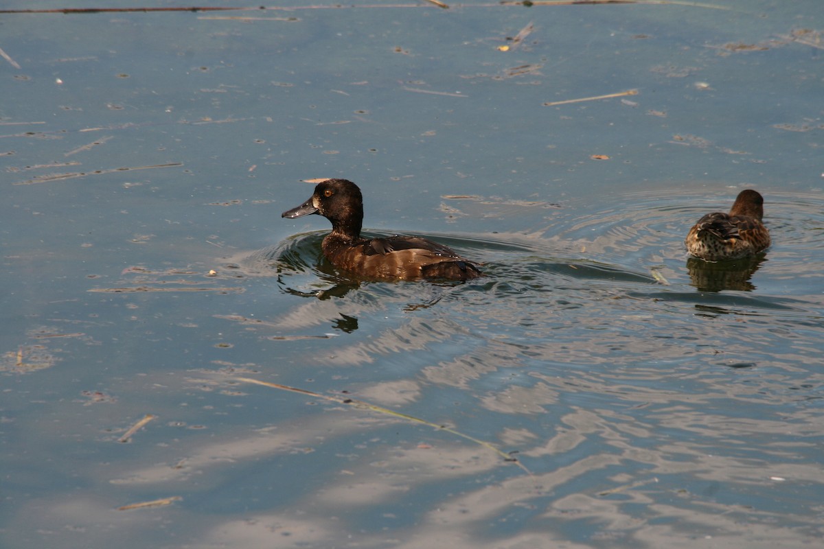 Tufted Duck - ML477482301