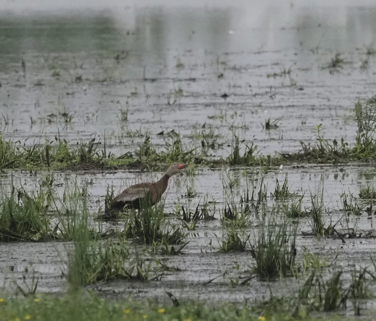 eBird Checklist 22 Aug 2022 Bald Knob NWR 81 species (+1 other taxa)