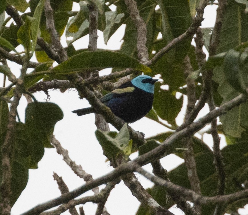 Blue-necked Tanager - ML477495471