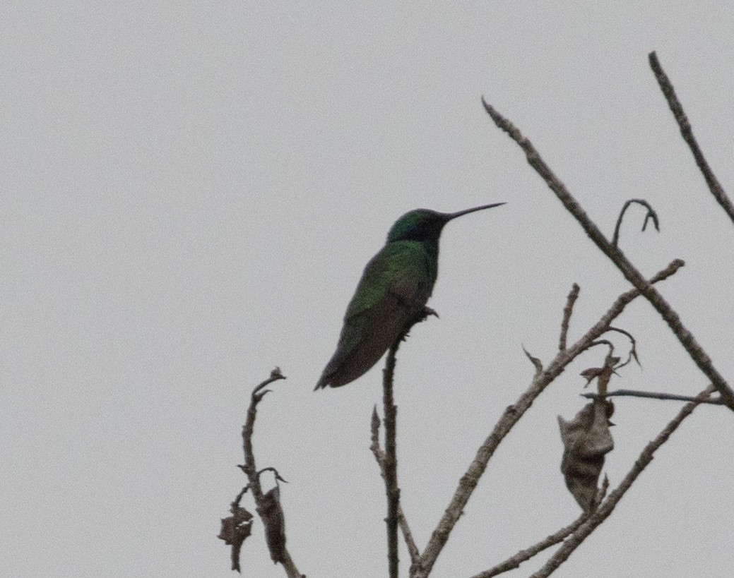 kolibřík modrouchý - ML477496161