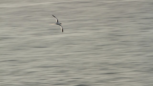 White-tailed Tropicbird (Atlantic) - ML477500