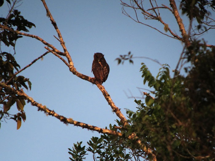 Philippine Eagle-Owl - Wayne Gillatt