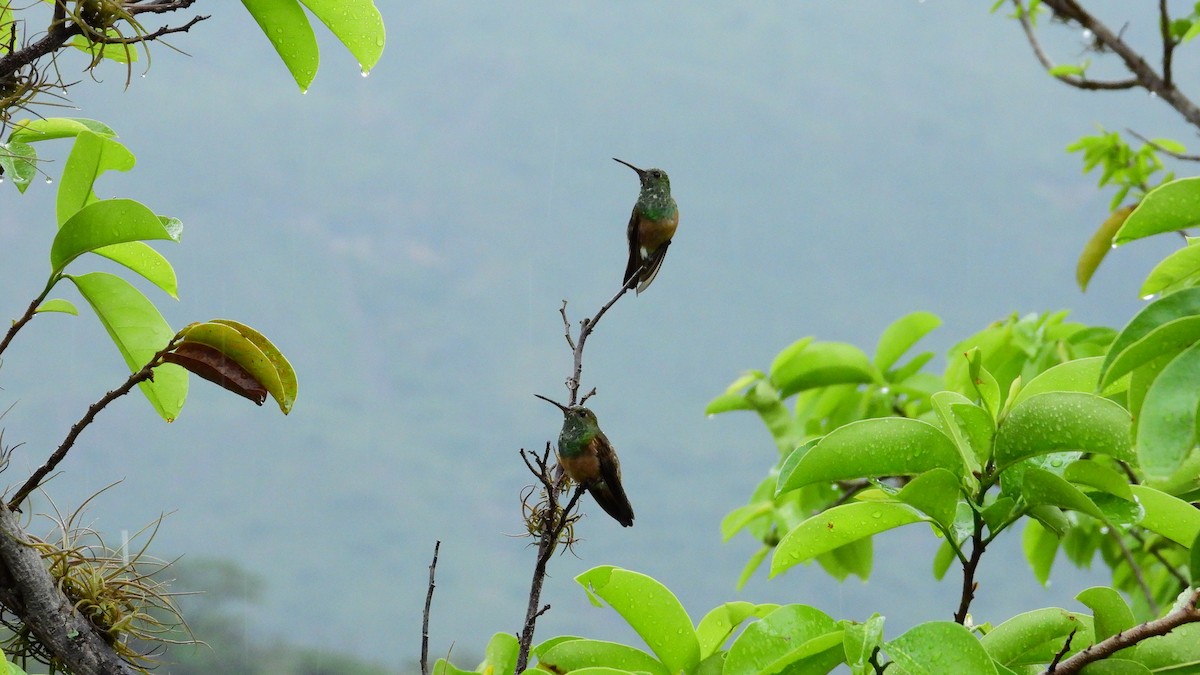Chestnut-bellied Hummingbird - ML477500021