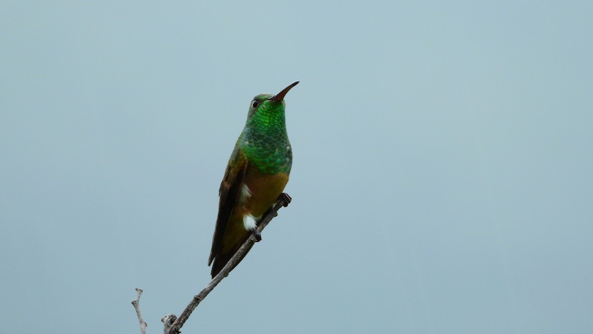 kolibřík kaštanovobřichý - ML477500061