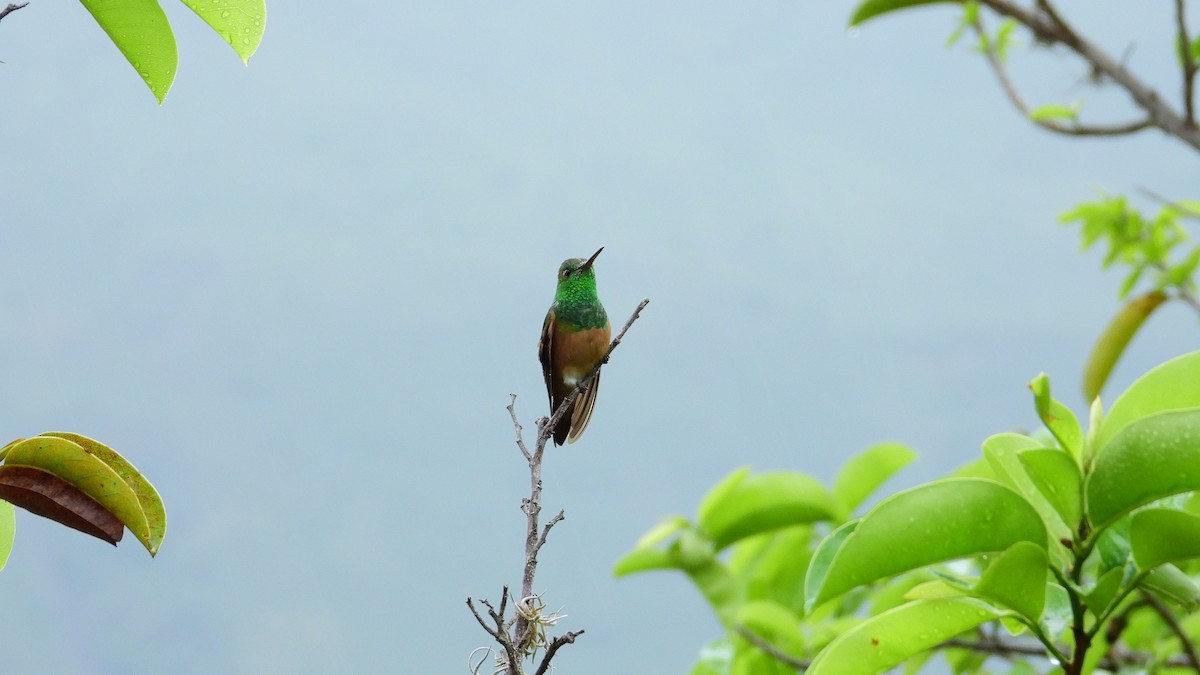 Chestnut-bellied Hummingbird - ML477500161