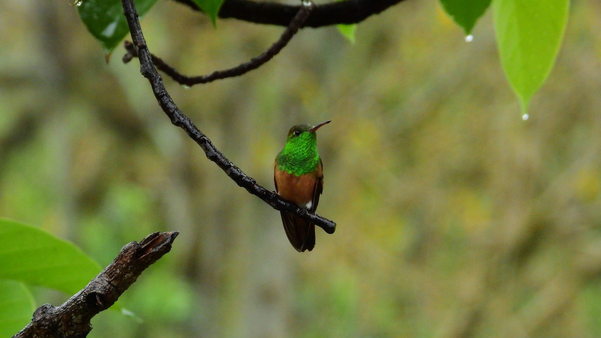 Chestnut-bellied Hummingbird - ML477500381
