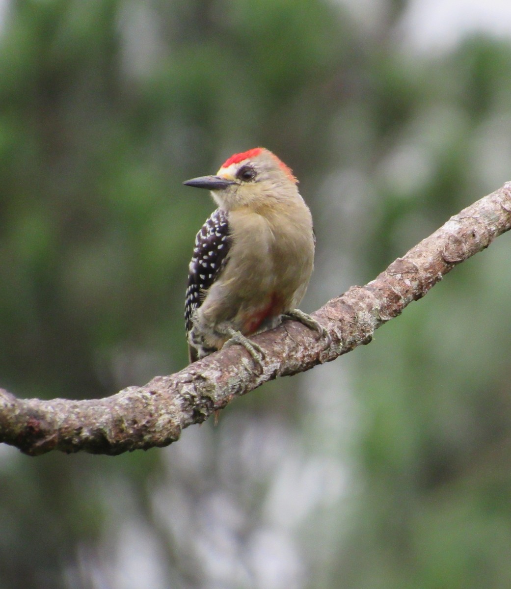 Red-crowned Woodpecker - ML477505301