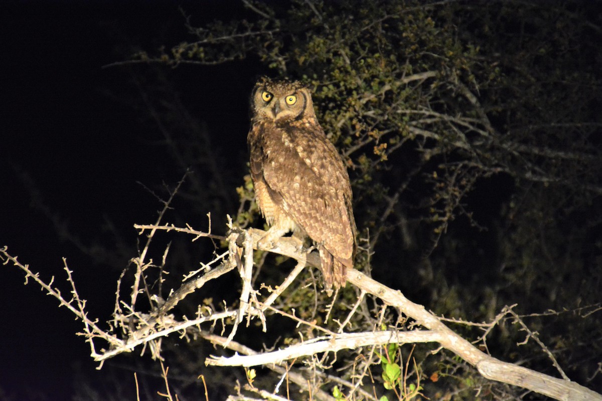 Spotted Eagle-Owl - Nicholas Lechmanik