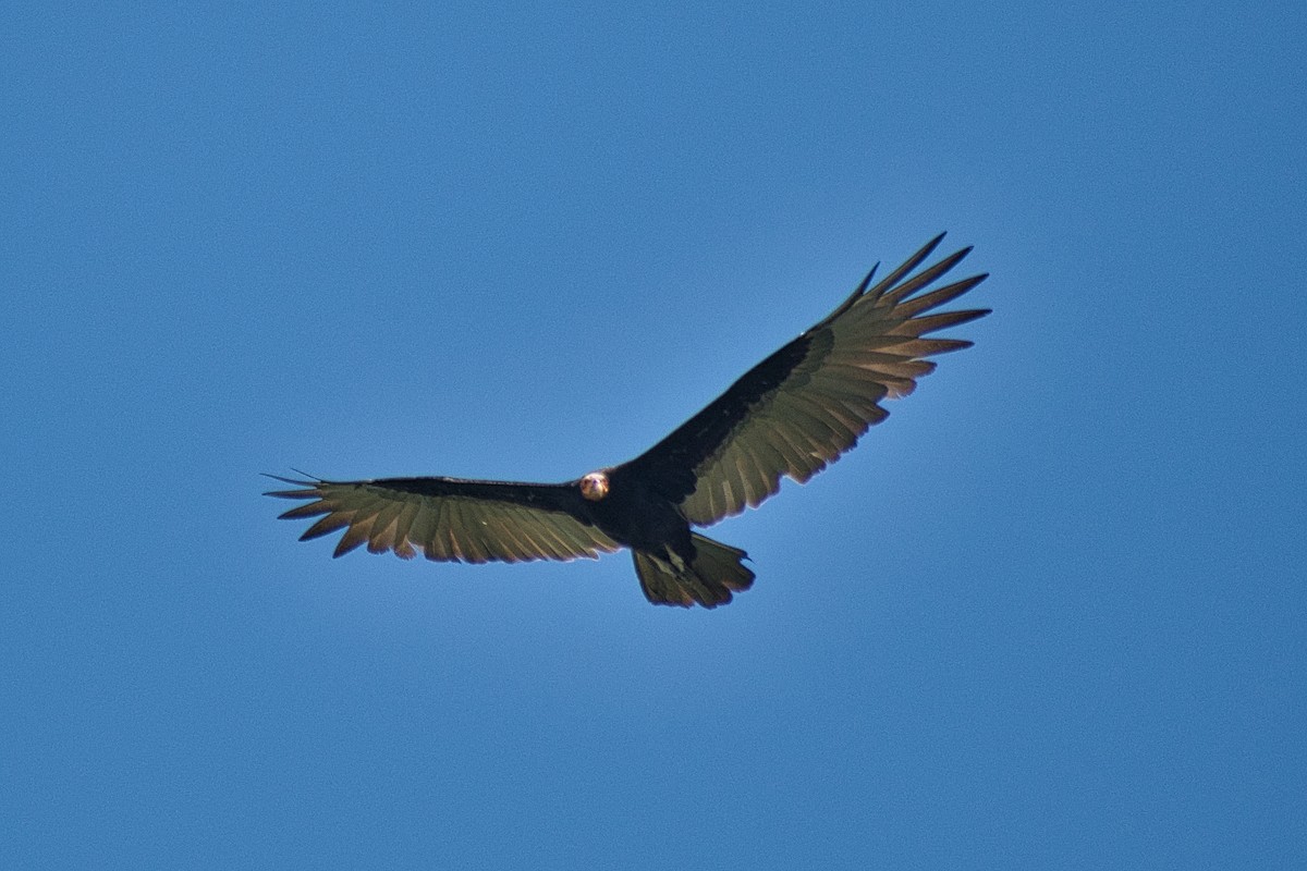 Lesser Yellow-headed Vulture - ML477514071