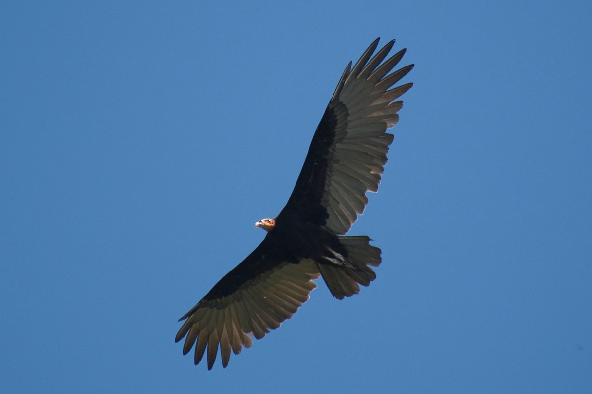 Lesser Yellow-headed Vulture - ML477514191