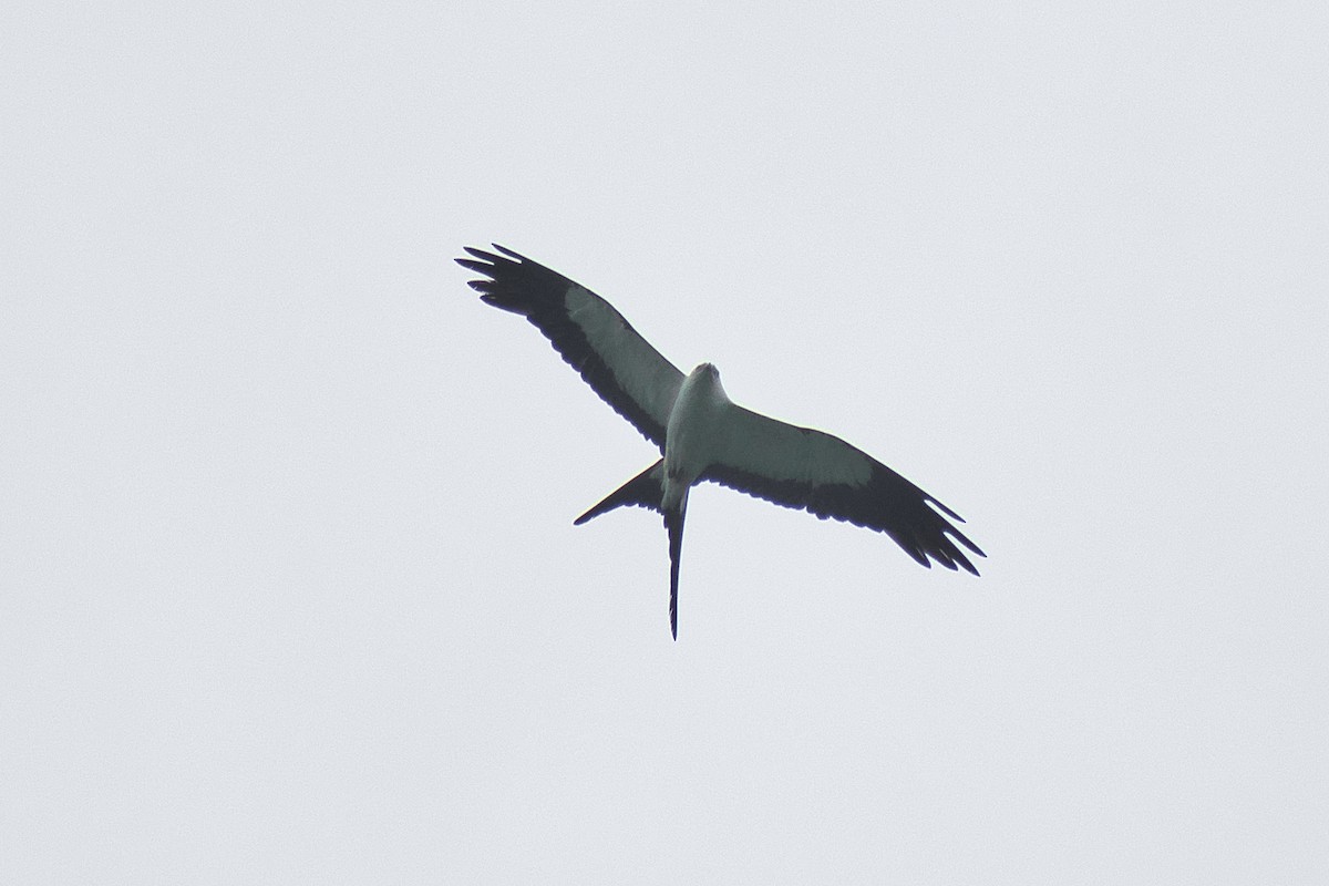 Swallow-tailed Kite - ML477514831