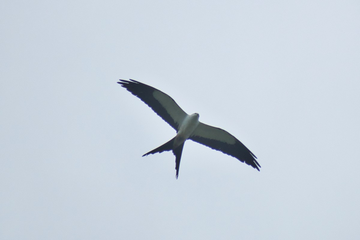 Swallow-tailed Kite - ML477514841