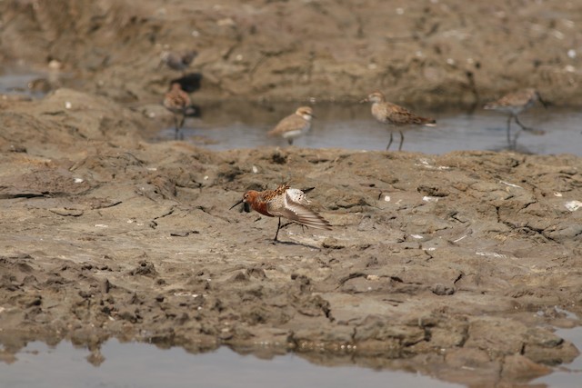 The decline of intertidal habitat in the Yellow Sea region of the East Asian–Australasian Flyway is thought to be driving this species' decline. - Curlew Sandpiper - 