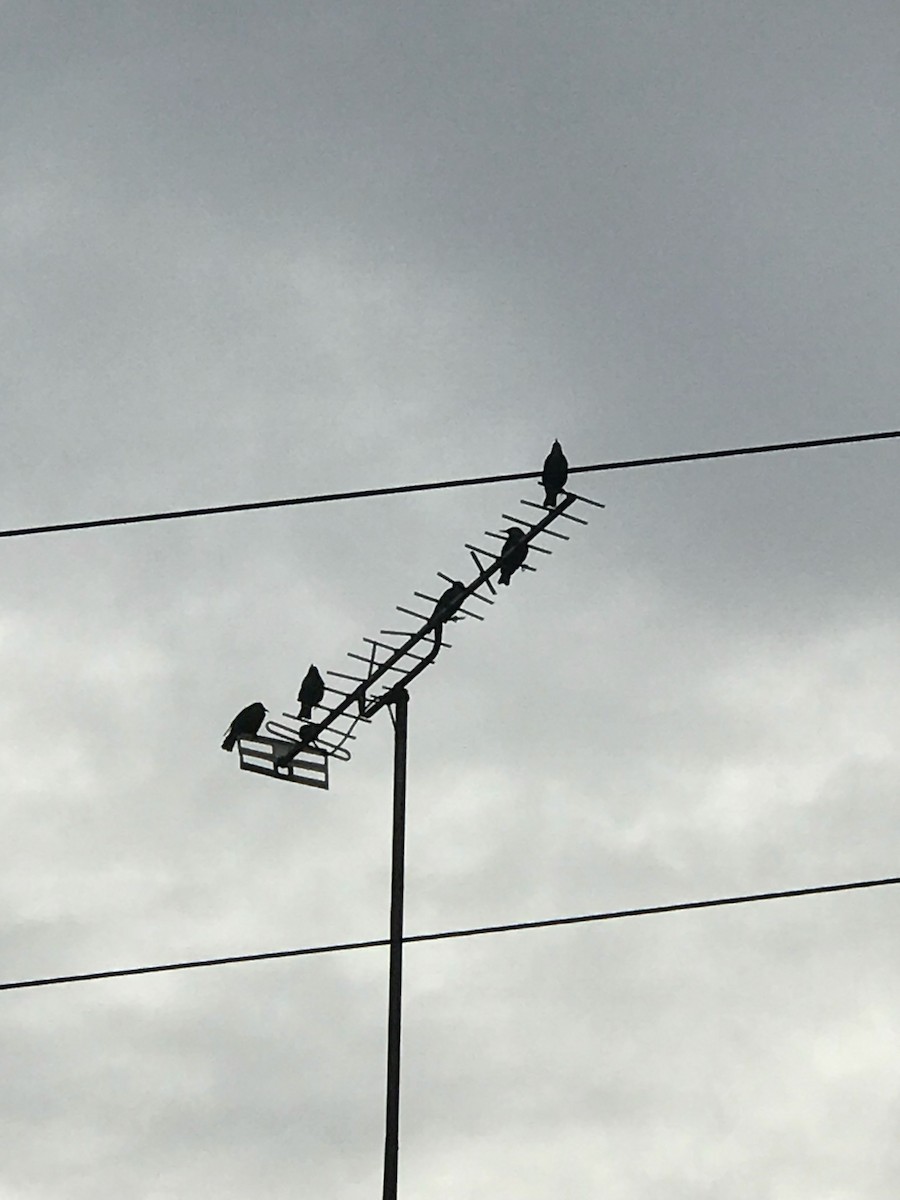 eBird Checklist 28 Aug 2019 Atkinson Road, Custom House, E16 2