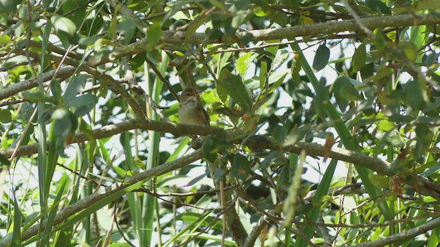 Common Reed Warbler - ML477522411