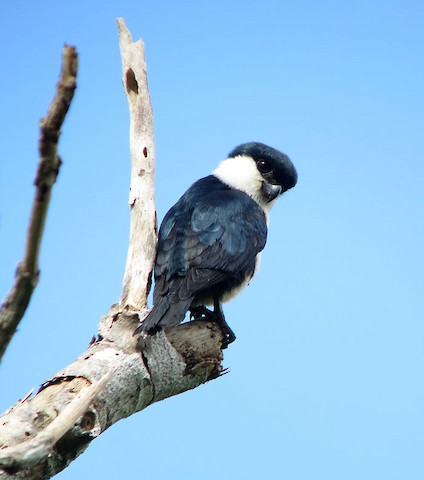 falconet bird