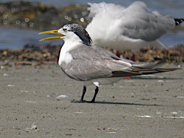 Great Crested Tern - ML477526971