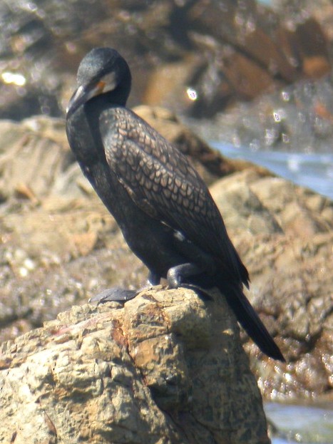 Great Cormorant (Australasian) - ML477527121