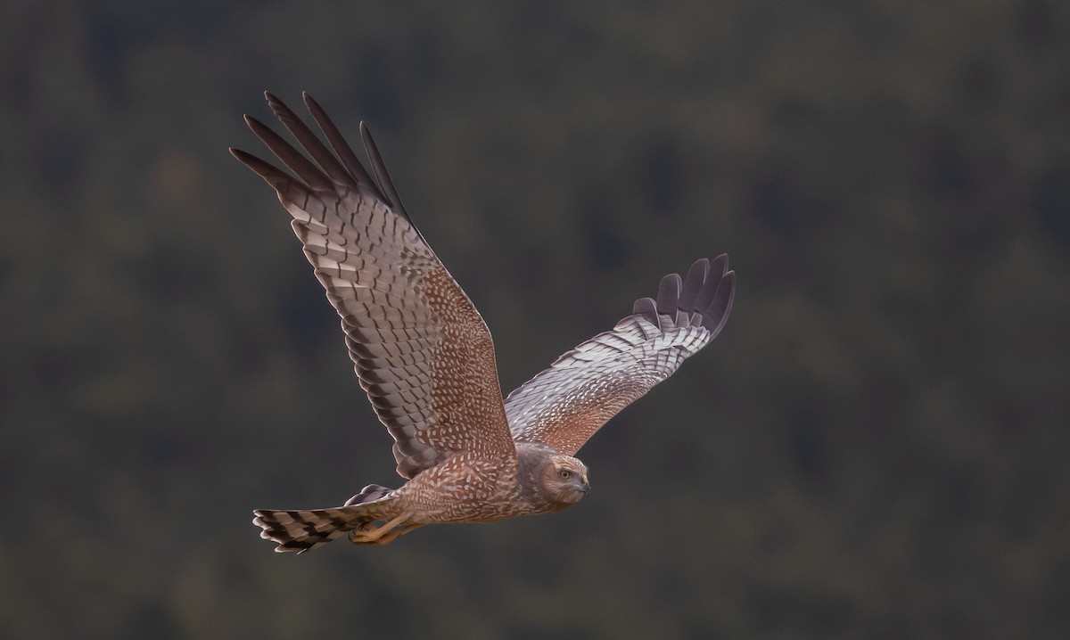 Spotted Harrier - shorty w