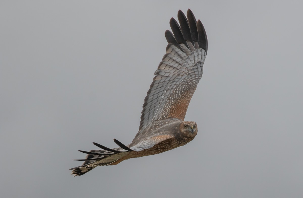 Spotted Harrier - ML477527231