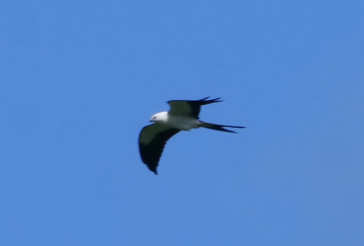 Swallow-tailed Kite - ML477530401