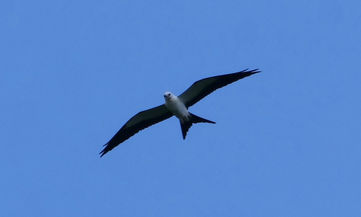Swallow-tailed Kite - ML477530411