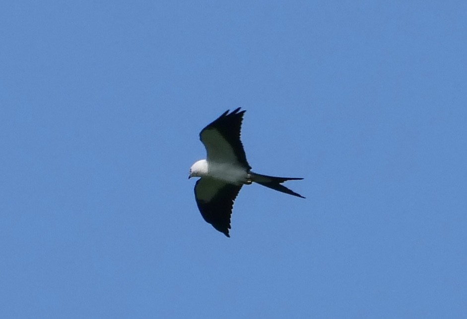 Swallow-tailed Kite - ML477530421