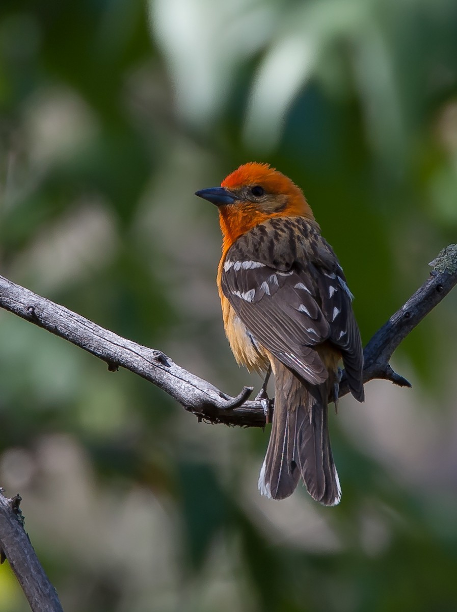 Flame-colored Tanager - ML477531781