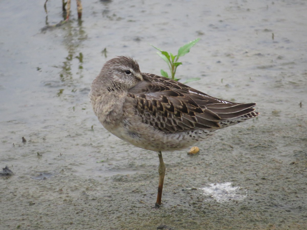 Long-billed Dowitcher - Brian Wulker