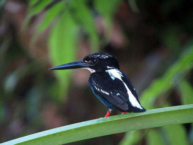 Southern Silvery-Kingfisher