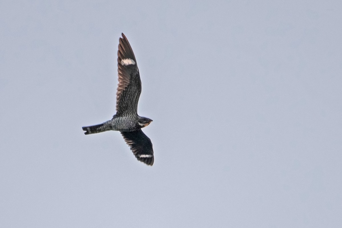 eBird Checklist - 19 Aug 2022 - The Adirondack Park, Old Forge US-NY 43 ...
