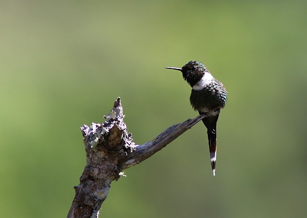 Sparkling-tailed Hummingbird - Amy McAndrews