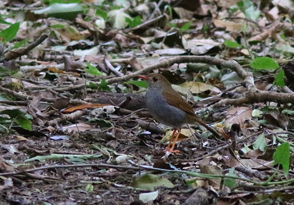 Orange-billed Nightingale-Thrush (Brown-headed) - ML47754311