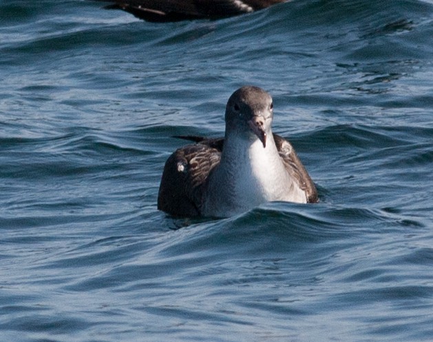 Pink-footed Shearwater - ML477543921