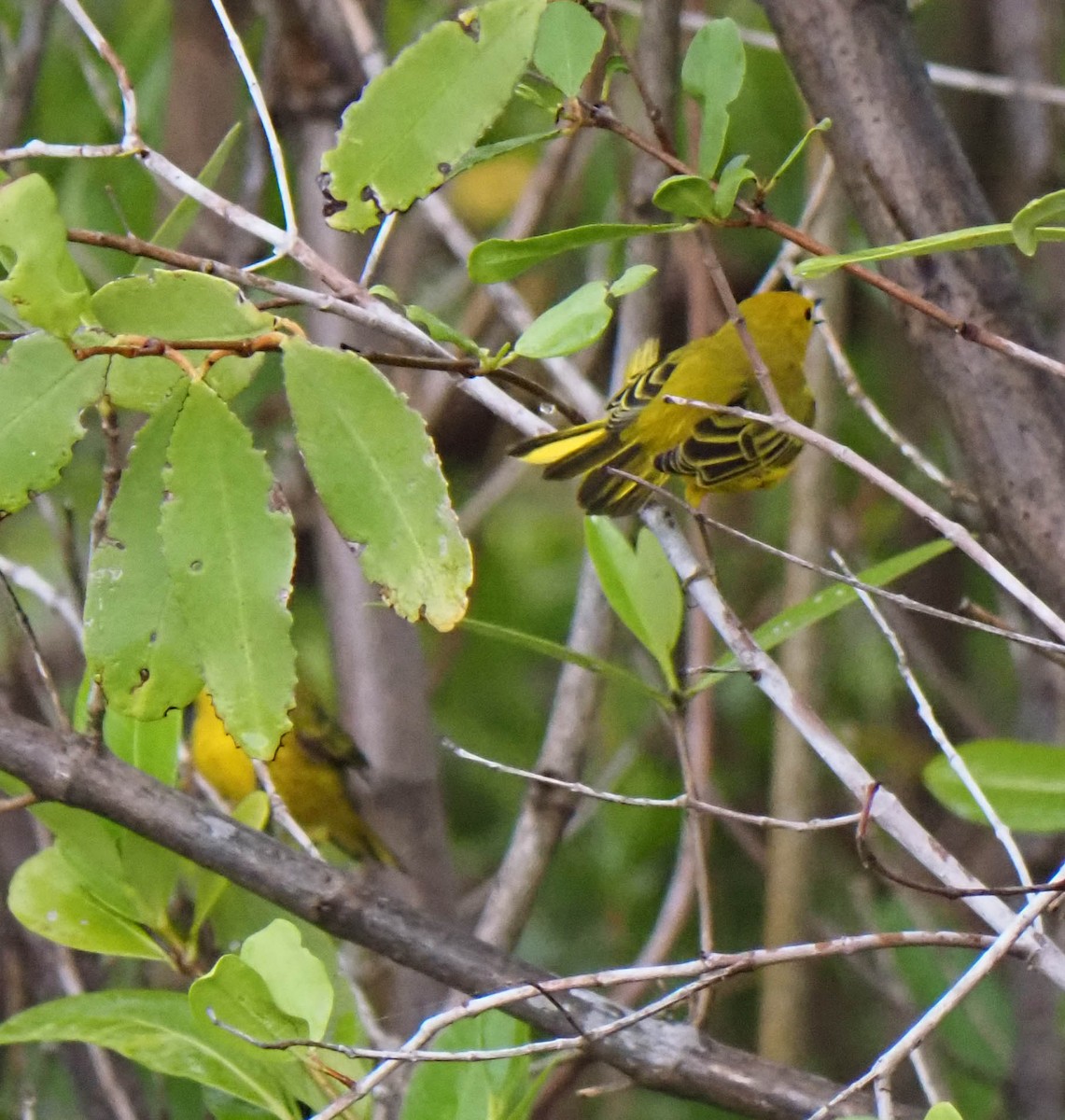 Yellow Warbler - ML477544481