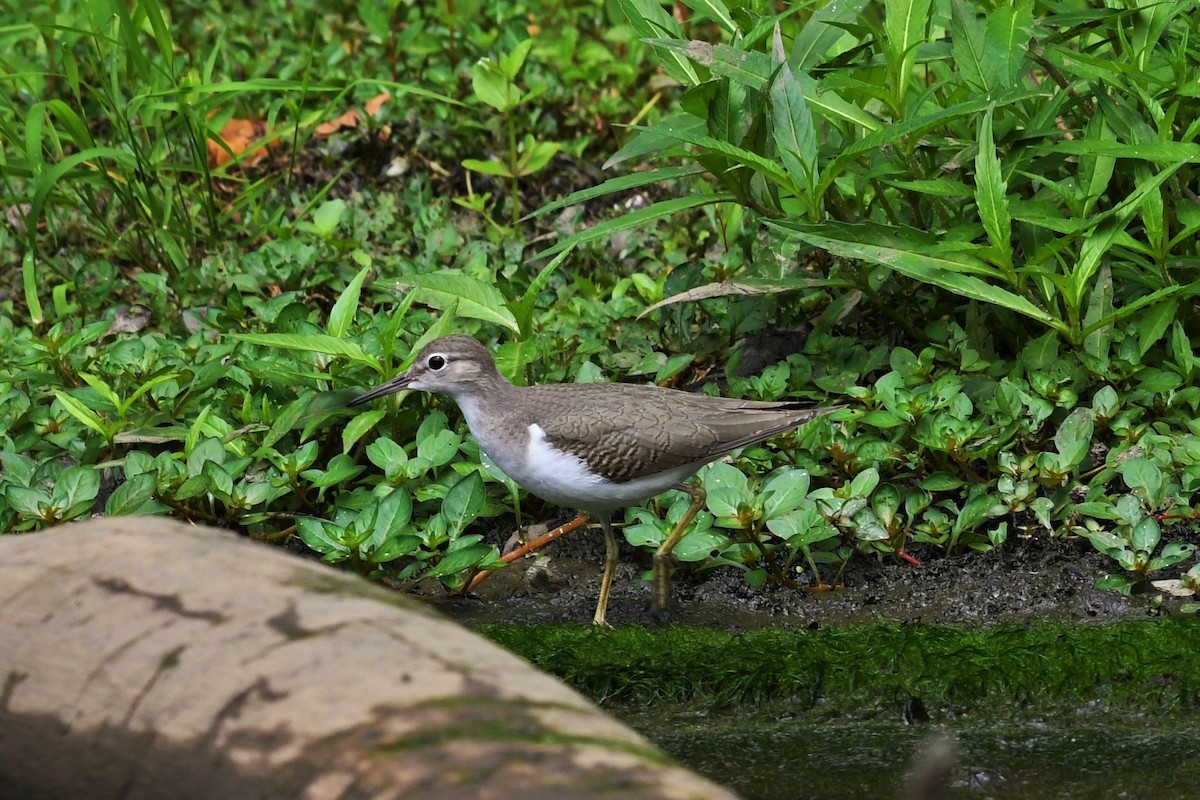 Spotted Sandpiper - Paul Nale