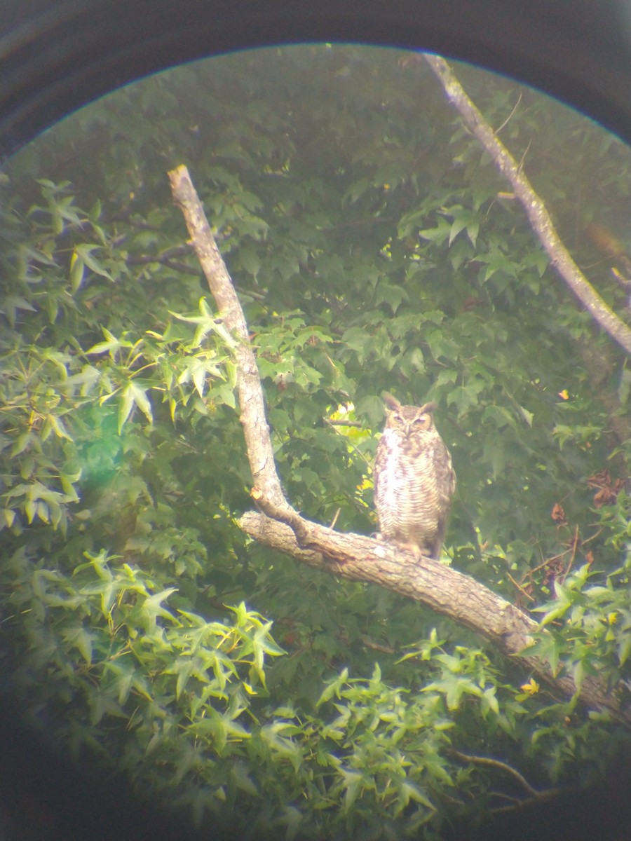 Great Horned Owl - ML477549041