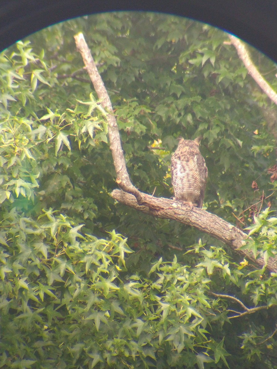 Great Horned Owl - ML477549051