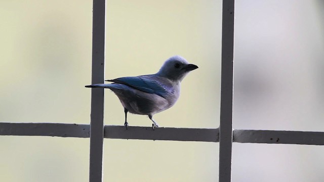 Blue-gray Tanager (Blue-gray) - ML477551
