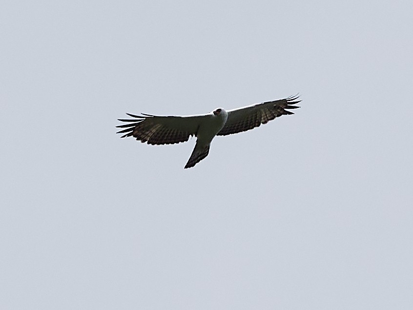 Black-and-white Hawk-Eagle - ML477551301