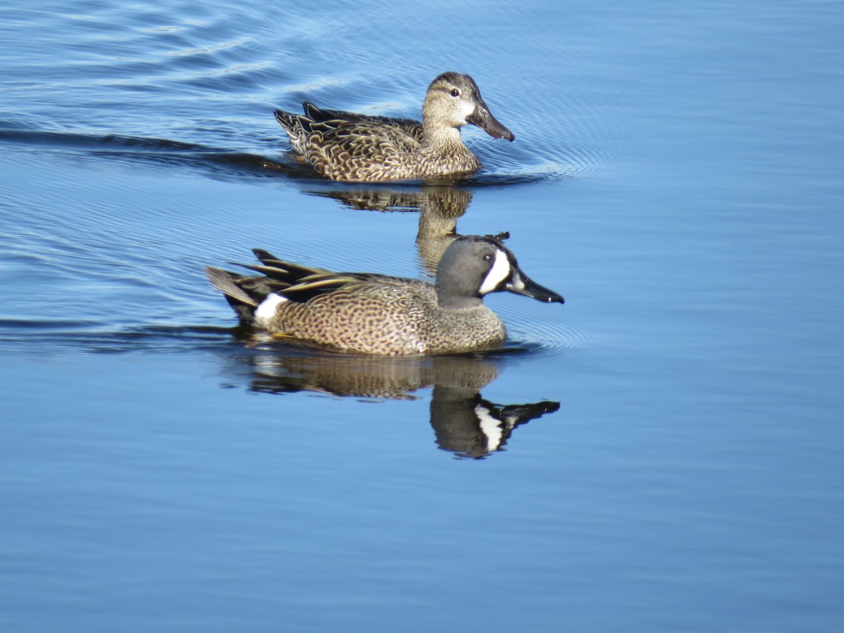 Blue-winged Teal - Sandy Gallito