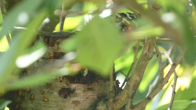 Downy Woodpecker (Eastern) - ML477554171