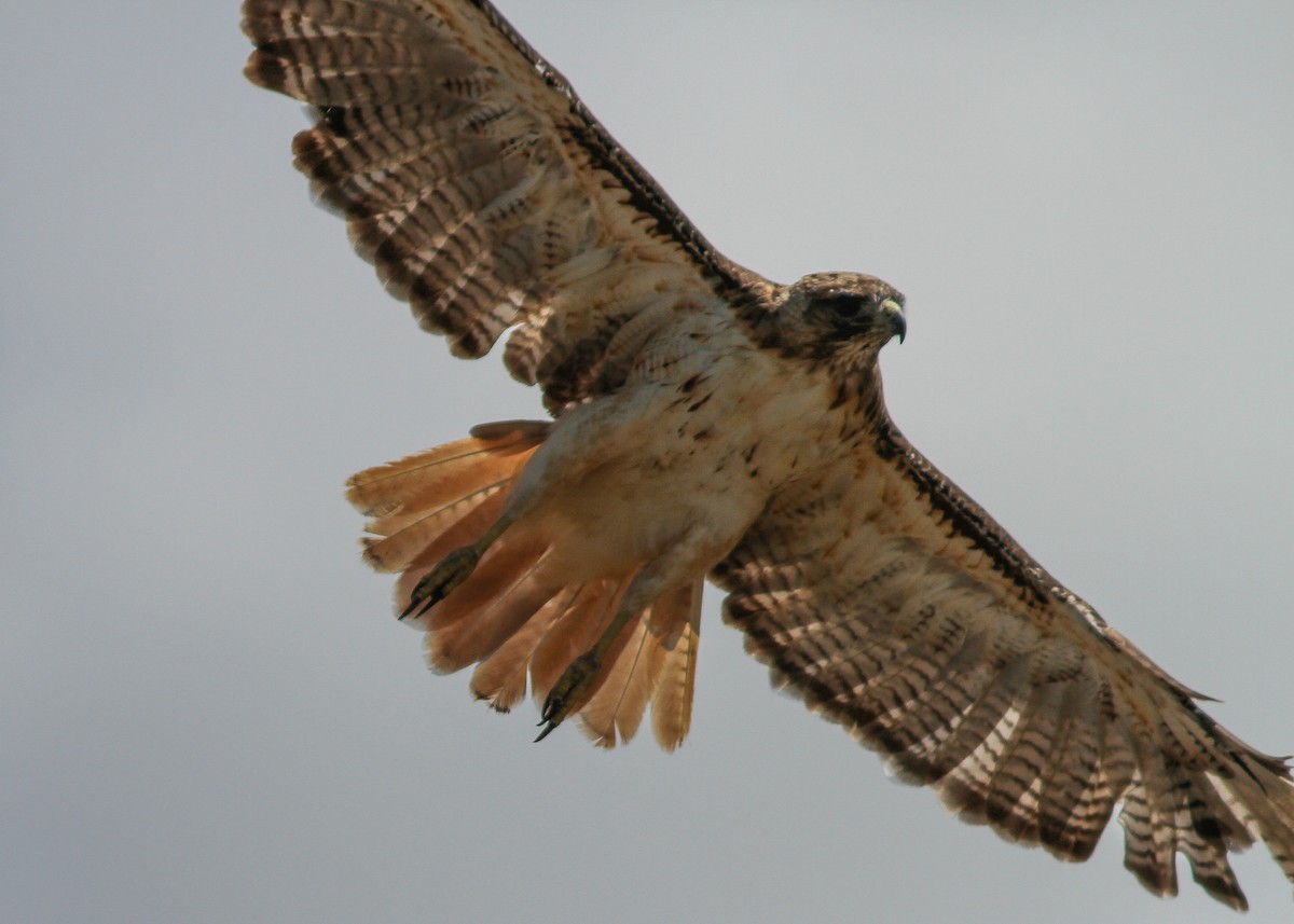 Red-tailed Hawk - ML477554351