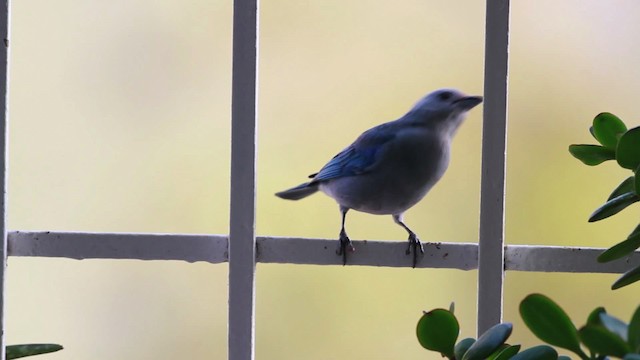 Blue-gray Tanager (Blue-gray) - ML477555
