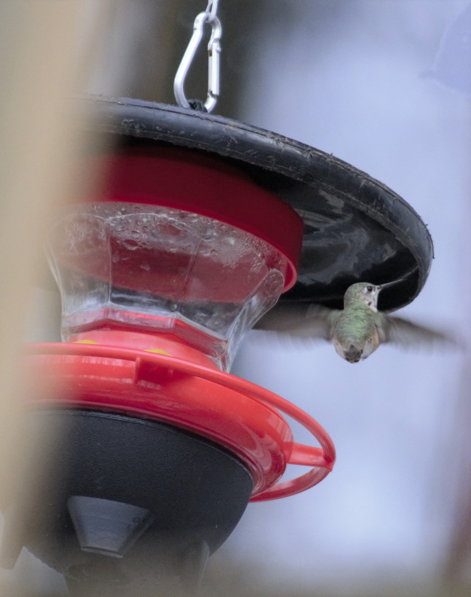 Calliope Hummingbird - ML477555831