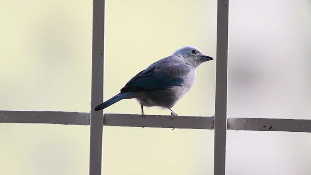 Blue-gray Tanager (Blue-gray) - ML477556
